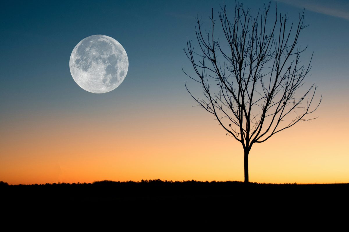 The moon behind a winter tree