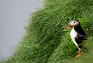 Icelanders Are Throwing Puffins Off Cliffs, And Although It Sounds Awful It’s Actually An Act Of Kindess