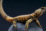 South African Lizard Resembles A Baby Dragon, And Has Other Unique Behaviors That Sets It Apart