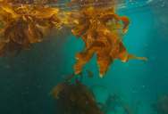 Could Seaweed Provide The Cure To The Climate Crisis? New Integrated Wind Turbine Project Could Be About To Find Out.