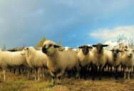 Sheep Herders Set To Work With The Renewable Energy Sector In Their Largest Collaboration Yet