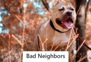 Neighbors Let Their Dog Attack Someone, So This Tenant Came Up With A Plan And Got Them Evicted