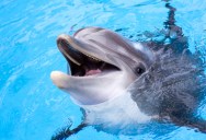 New Study Proves Dolphin Do Actually Smile When Playing With Friends