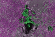 New Lab Created Organisms That Exist In A “Third State” Outside Of Life, And It May Unlock The Secret To Personalized Medical Treatments