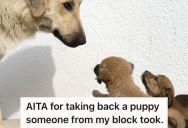 A Neighbor Took Three Stray Puppies From A Homeowner’s Yard, But She Took One Back Because They Didn’t Ask Permission