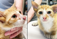 Rescue Workers Call This Four-Eared Kitten An Adorable Genetic Marvel