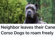 Homeowner Got Fed Up With The Neighbor’s Barking Dogs Jumping The Fence, So They Used A Loud Solution To Send A Clear Message