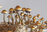 This Biohybrid Machine That Can Navigate Its Environment Was Built Using Mushrooms