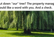 Ex-Boyfriend Cut Down The Willow Tree Where They Kissed For The First Time, So She Reported Him To The Property Manager