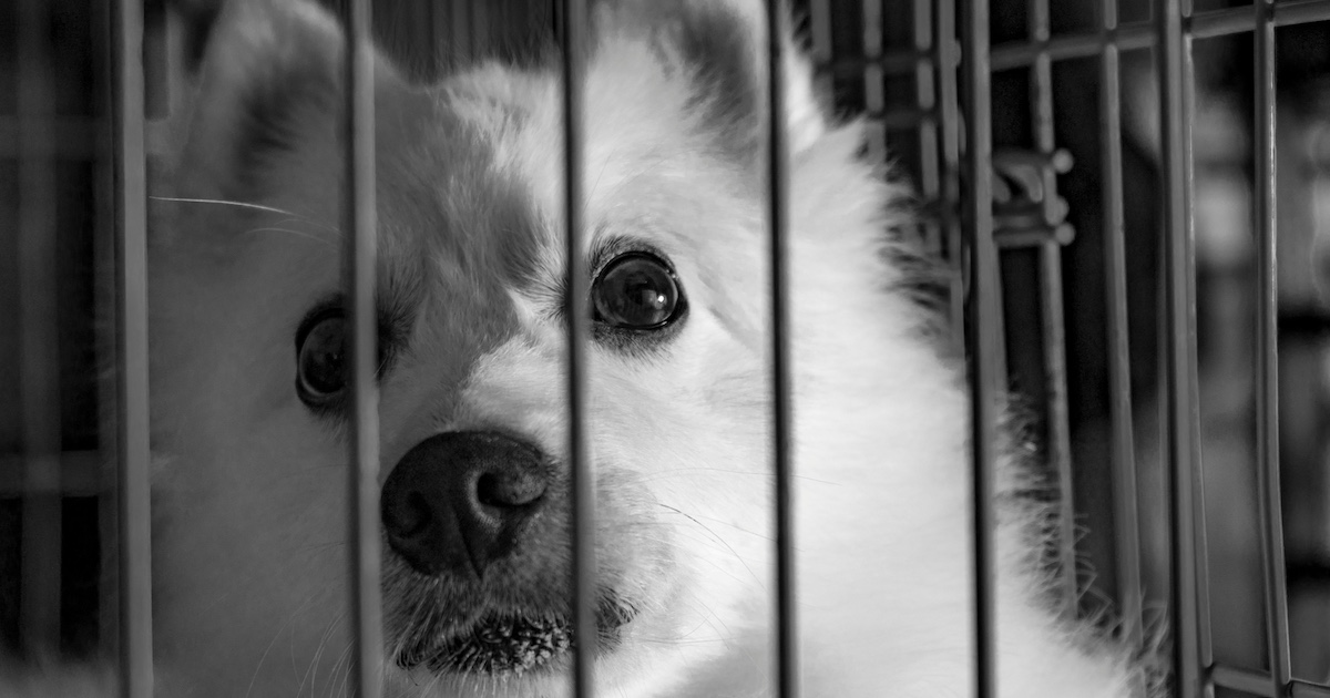 New Research Could Spell The End For Painful Animal Testing » TwistedSifter