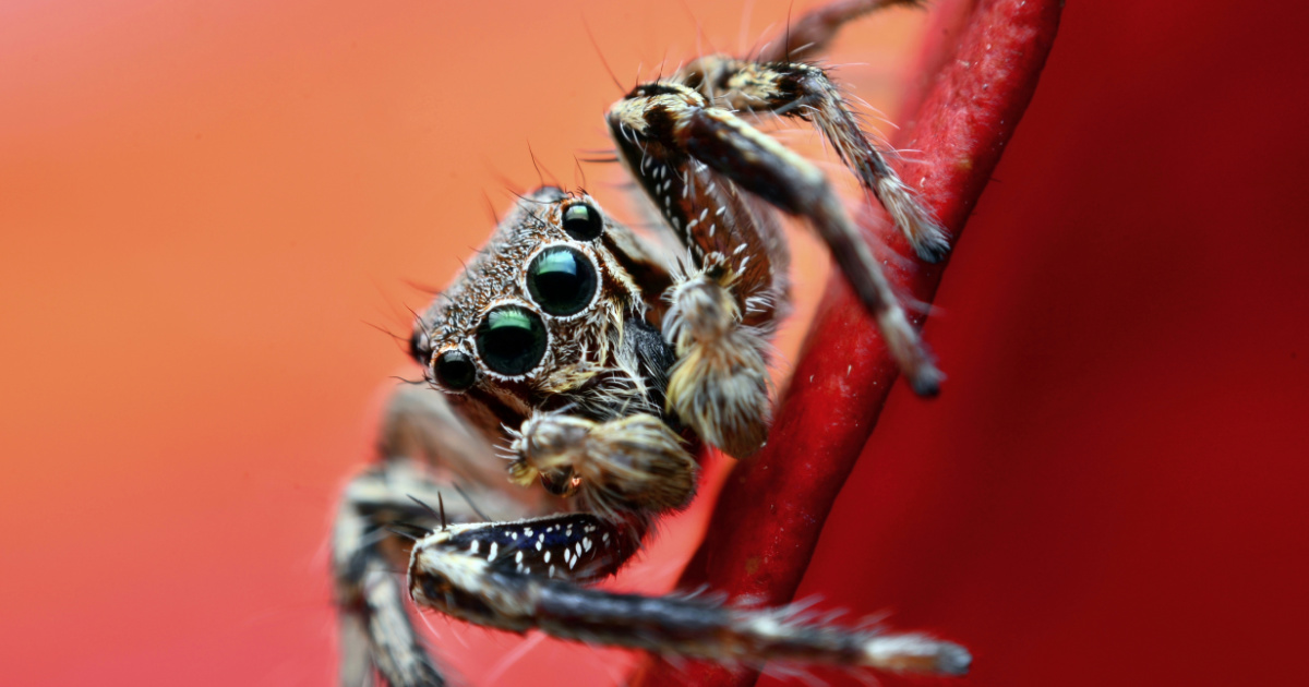 Researchers Find That Not Only Do Spiders Sleep, They Might Dream Too ...