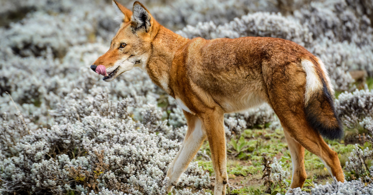 The Most Endangered Carnivore In Africa Has Been Hunting In That Region For Over 1.4 Million Years And May Go Extinct Because Of Humans » TwistedSifter