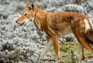 The Most Endangered Carnivore In Africa Has Been Hunting In That Region For Over 1.4 Million Years And May Go Extinct Because Of Humans