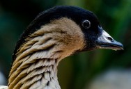 An Iconic Hawaiian Goose Came Back From The Brink Of Extinction, Proving That Humans Can Fix What They’ve Destroyed