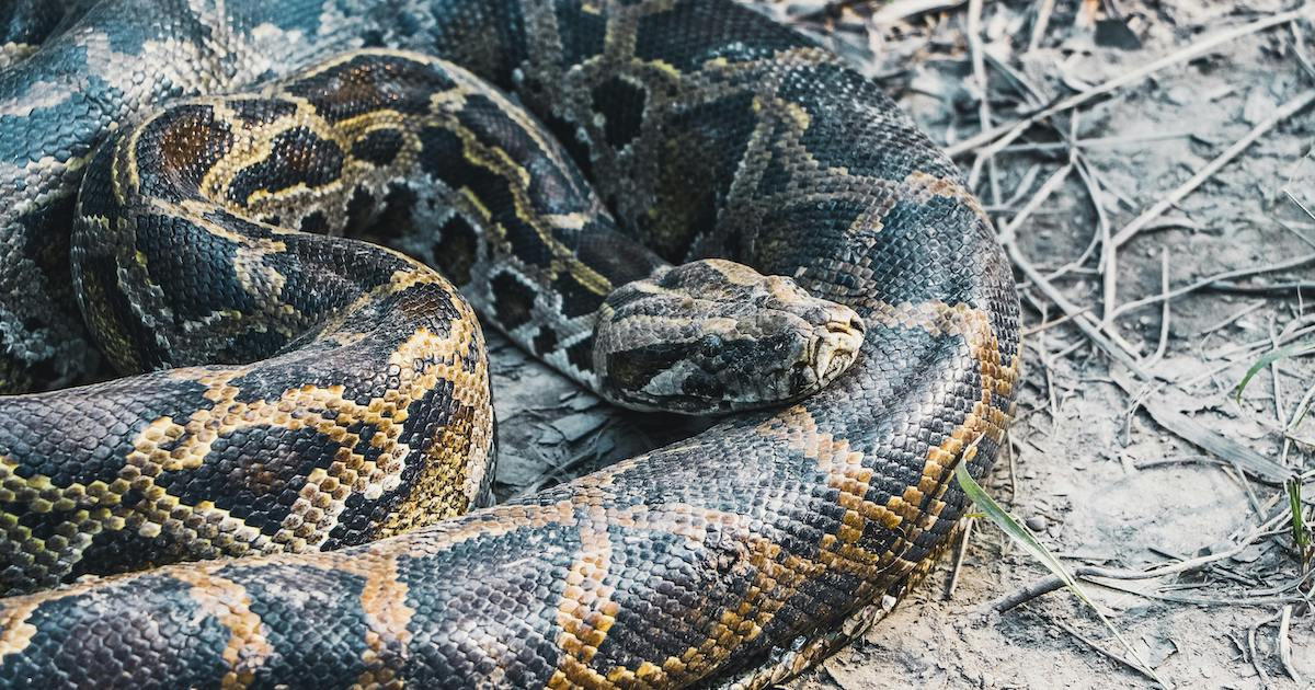 New Research Shows Burmese Pythons Can Eat Much Bigger Prey Than Ever Before, And Hundreds Of Them Are Living In The Everglades » TwistedSifter