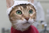 New Study Reveals Method For Attaining Brain Scans Of Cats That Is Very Effective And Very Cute