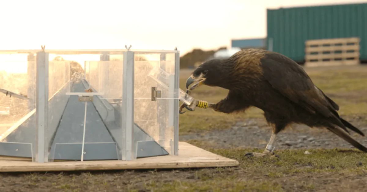 New Study Reveals That Falkland Falcons Have Advanced Problem Solving Skills And A Great Long-Term Memory