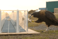 New Study Reveals That Falkland Falcons Have Advanced Problem Solving Skills And A Great Long-Term Memory