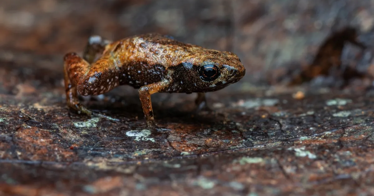 The Flea Toad is The Second Smallest Known Vertebrate In The World And It’s Incredibly Cute » TwistedSifter