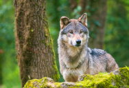 Modern Grey Wolves Can Get Massive And Effectively Hunt In Packs, But They Aren’t As Large As The Dire Wolves Of The Past