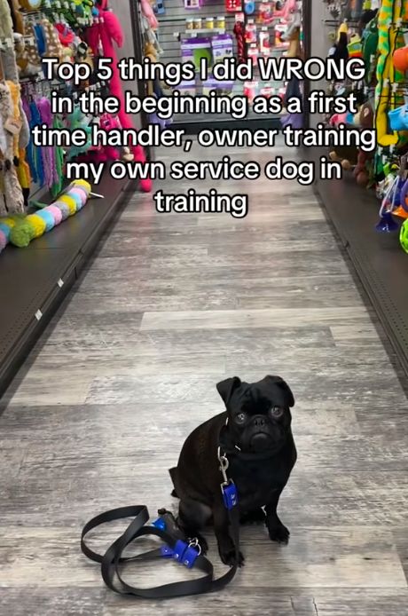 Source: TikTok/@papitheservicepug