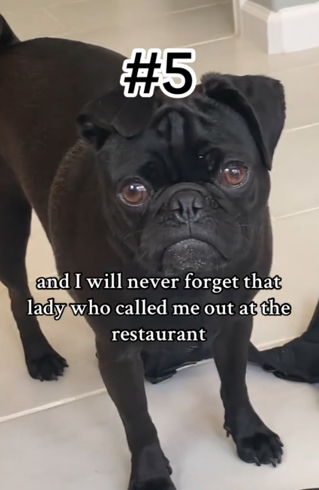 Source: TikTok/@papitheservicepug