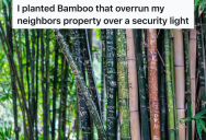 He Used To Love Looking At The Stars At Night In His Backyard, But When His Neighbor Installed A Super Bright Light That Ruined His View He Decided To Plant Bamboo That Would Overrun Their Property