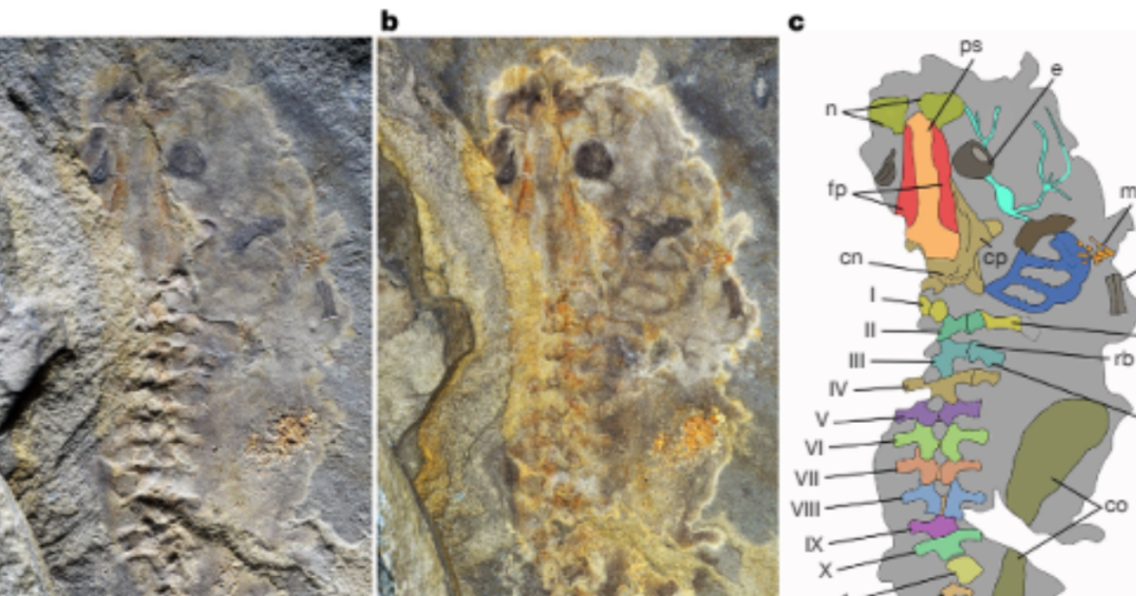 Source: Chuliver Pereyra, et al/Nature