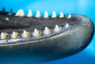 Research Suggests That Dolphin’s Teeth Are Used For More Than Eating