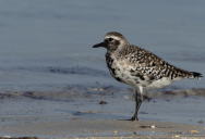 Researchers Monitoring The Migration Patterns Of Gray Plovers Unexpectedly Document An Attack At Record-Breaking Altitudes By A Predator Bird