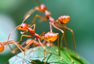How Many Ants Exist On Earth? Researchers Combined Data From 500 Studies To Uncover A Really, Really Big Number.
