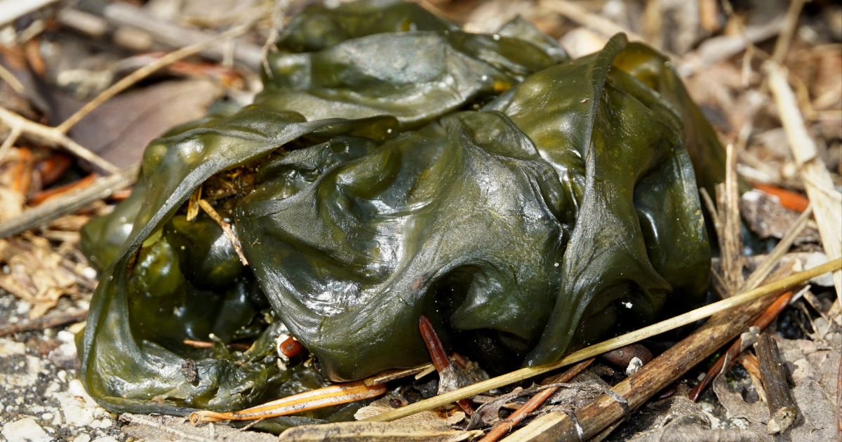 Nostoc 1 That Gross Slime That Forms In Your Lawn Or On Your Driveway After It Rains May Be Essential To Human Life On Other Planets