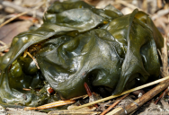 That Gross Slime That Forms In Your Lawn Or On Your Driveway After It Rains May Be Essential To Human Life On Other Planets