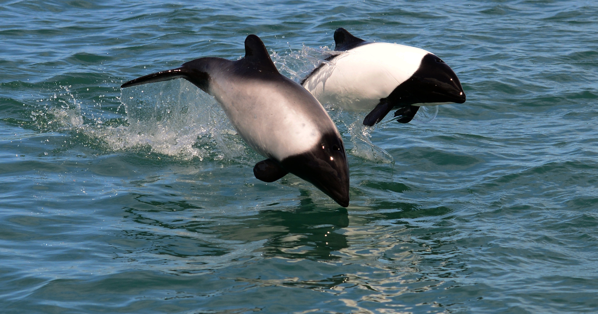 The Panda Dolphin Has Unique Coloring And Loves To Swim Upside Down » TwistedSifter