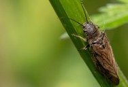 New Study Shows Dramatic Effects Of The Climate Crisis On New Zealand’s Tiniest Inhabitants