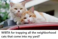 Neighborhood Cats Invade Bird-Friendly Yard, Leaving Homeowner Wondering If They Should Trap The Cats And Send Them To The Humane Society