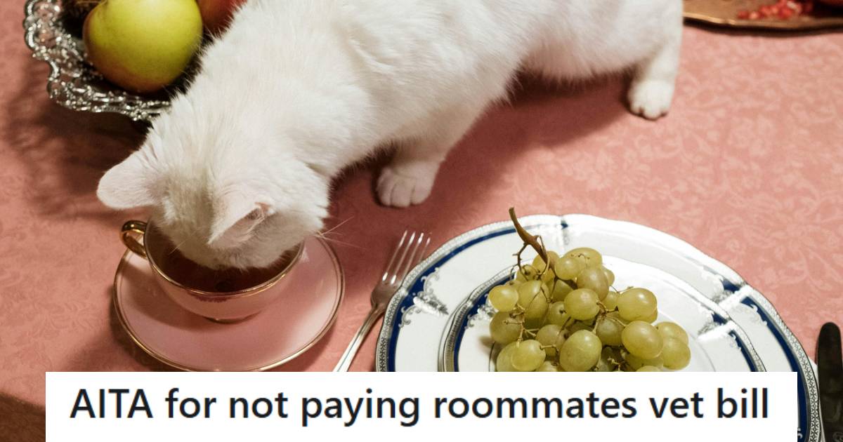 Roommate’s Cat Eats Dog’s Medication, Leading To A Costly Vet Bill And A Heated Debate Over Who Should Pay » TwistedSifter