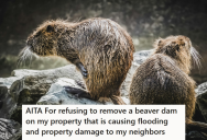 Her Neighbors Wanted Her To Remove A Beaver Dam Because Of Property Damage, But She Refused Because The Beavers Would Only End Up Rebuilding It