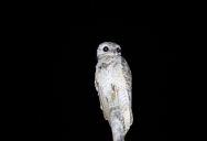 The Great Potoo Is A South American Bird That Has Earned The Nickname “Ghost Bird”