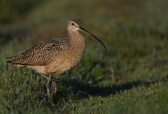 New Paper Declares The Slender-Billed Curlew Extinct, Which Is The First Known Bird From Mainland Europe, Asia, And North Africa To Become Extinct Due To Human Activity