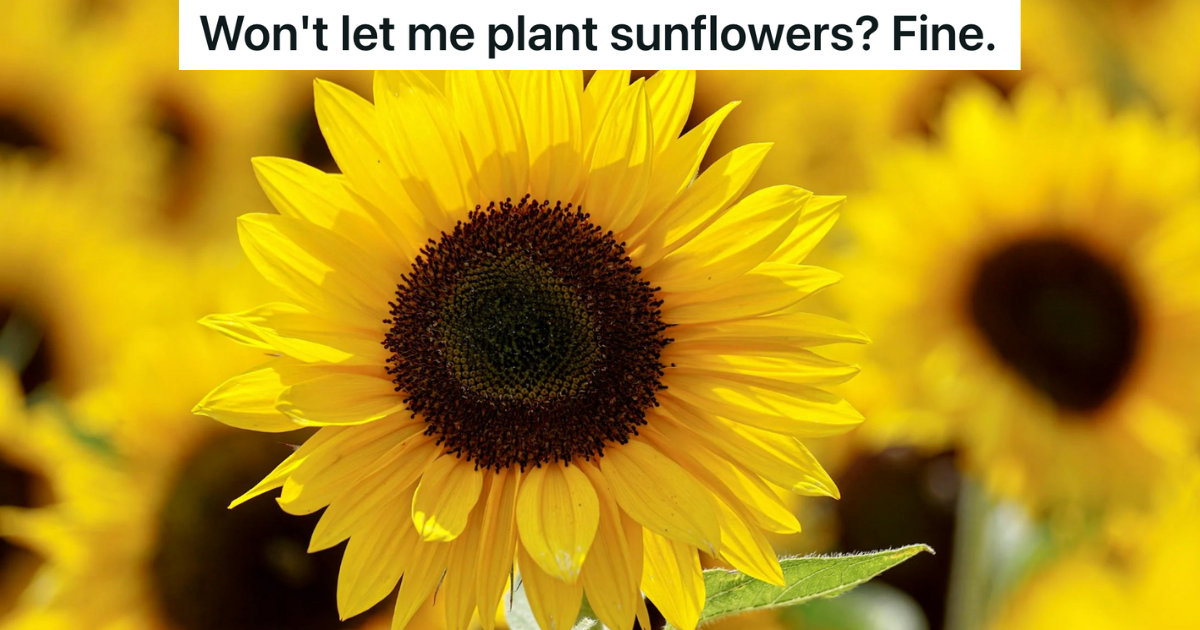 HOA Tells Homeowner He Can’t Plant Sunflowers, So They Hire A Lawyer And Find Something That’s Much More Annoying To Plant Instead » TwistedSifter