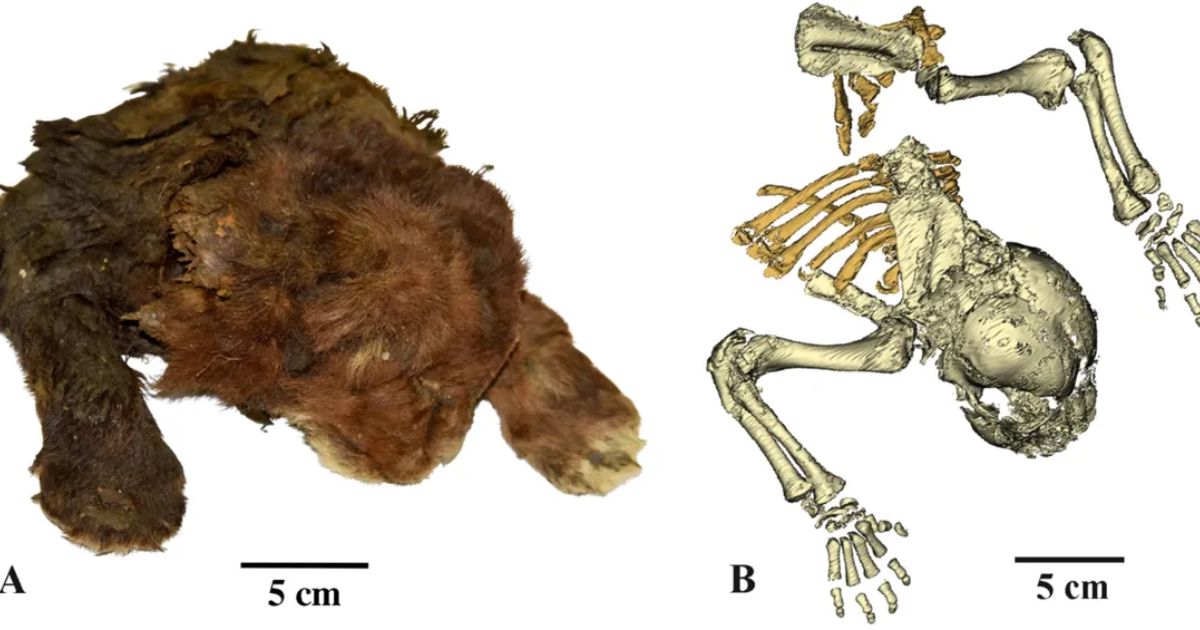 Remarkably Well-Preserved Remains Of 35,000 Year Old Sabretooth Cat Found In The Permafrost Of Siberia » TwistedSifter