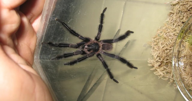 spider.png?w=640