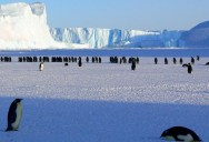 Researchers In Antarctica Drill To The Bottom Of The Ice Sheet, Unlocking 1.2 Million Years Of Climate History As They Go