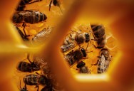 Here Are The Three Smartest Insects On Earth And What Makes Them So Intelligent