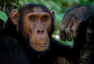 Researchers Find That Chimpanzees Choose Specific Rocks For Different Purposes, Teaching Us A Lot About How Humans Evolved