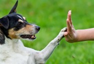 Research Shows That Dogs Can String Words Together To Communicate With Their Humans