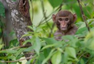 Police In South Carolina Warned Residents To Lock Their Doors Because A Gang Of Research Monkeys Were Cruising The Streets