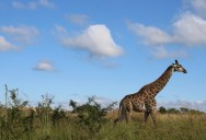 Conservationists Hope That Groundbreaking Giraffe IVF Could Help Save The Planet’s Most Endangered Species