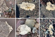 The Strange Gooey Blob Washing Up Out Of Nowhere